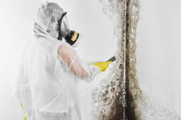 Best Mold Damage Repair  in Rockport, TX