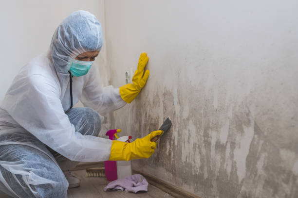 Best Attic Mold Removal  in Rockport, TX