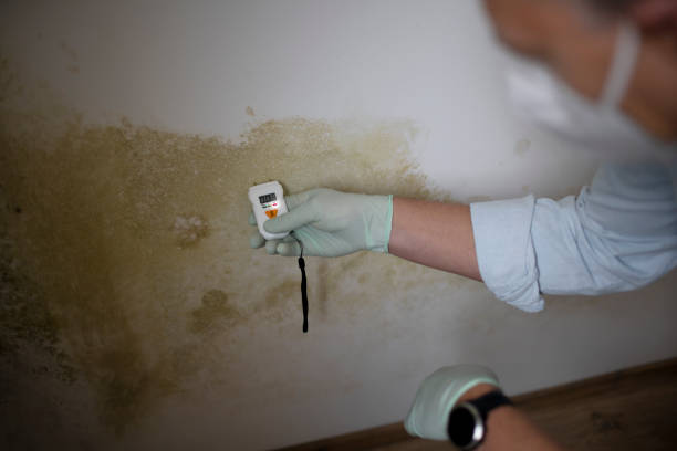 Best Mold Damage Repair  in Rockport, TX