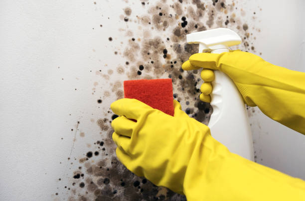 Mold Removal Process in Rockport, TX