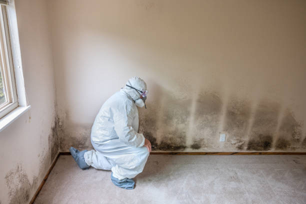 Best Toxic Mold Removal  in Rockport, TX