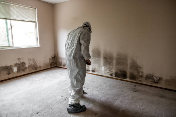 Professional Mold Removal in Rockport, TX