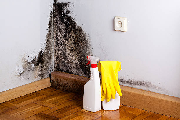 Best Toxic Mold Removal  in Rockport, TX