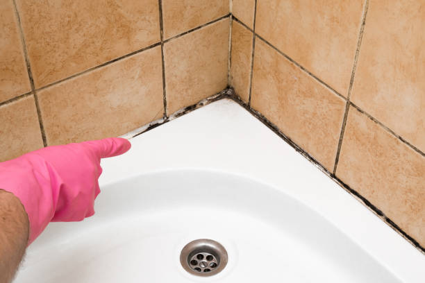Best Mold Damage Repair  in Rockport, TX